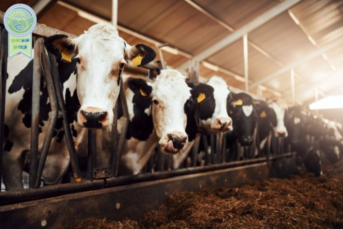 شیوع بیماری مرموز در گاوهای شیری آمریکا

