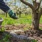 راهنمای طلایی فروت‌ست و کوددهی پس از برداشت باغ‌ها