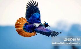 چطور شرایط جنگی سرشماری زمستانه پرندگان مازندران را مختل کرد؟