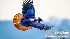چطور شرایط جنگی سرشماری زمستانه پرندگان مازندران را مختل کرد؟