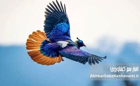 چطور شرایط جنگی سرشماری زمستانه پرندگان مازندران را مختل کرد؟