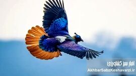 چطور شرایط جنگی سرشماری زمستانه پرندگان مازندران را مختل کرد؟