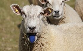 معرفی بازارهای قرمز تایید شده برای بیماری زبان آبی در ولز