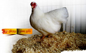 تاثیر بستر در پرورش مرغ

