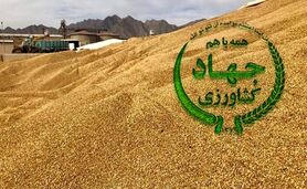 فساد در واردات نهاده‌های دامی؛ ورود قوه قضاییه+ ویدئو