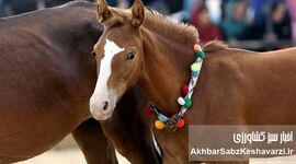پرورش اسب: رؤیایی اصیل یا چالشی پرهزینه؟ راهنمای جامع کسب‌وکار پرورش اسب