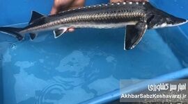 امید تازه به «فسیل‌های زنده»؛ خاویاری‌ها به رودخانه تجن بازمی‌گردند؟