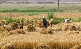 کشاورزی ایران نیازمند بازنگری

