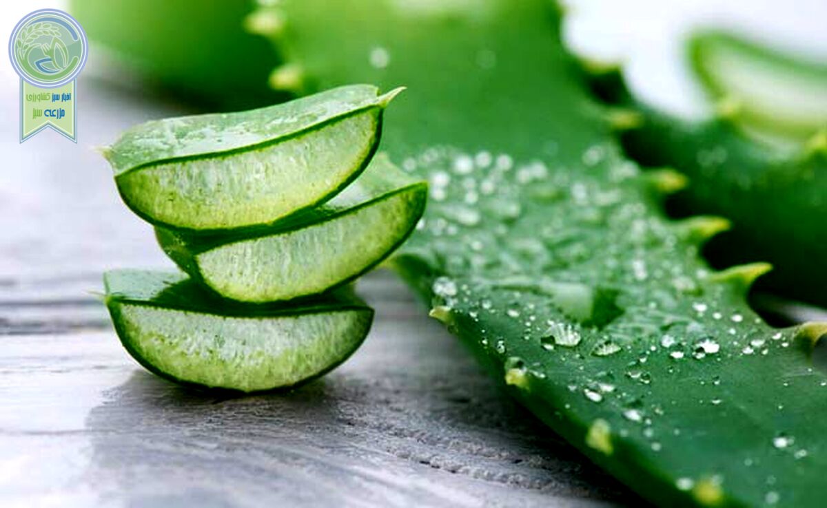 معجزه‌ای به نام آلوئه ‌ورا

