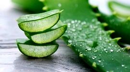 معجزه‌ای به نام آلوئه ‌ورا

