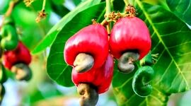 کشت بادام هندی برای کسب ثروت افسانه‌ای+ ویدئو