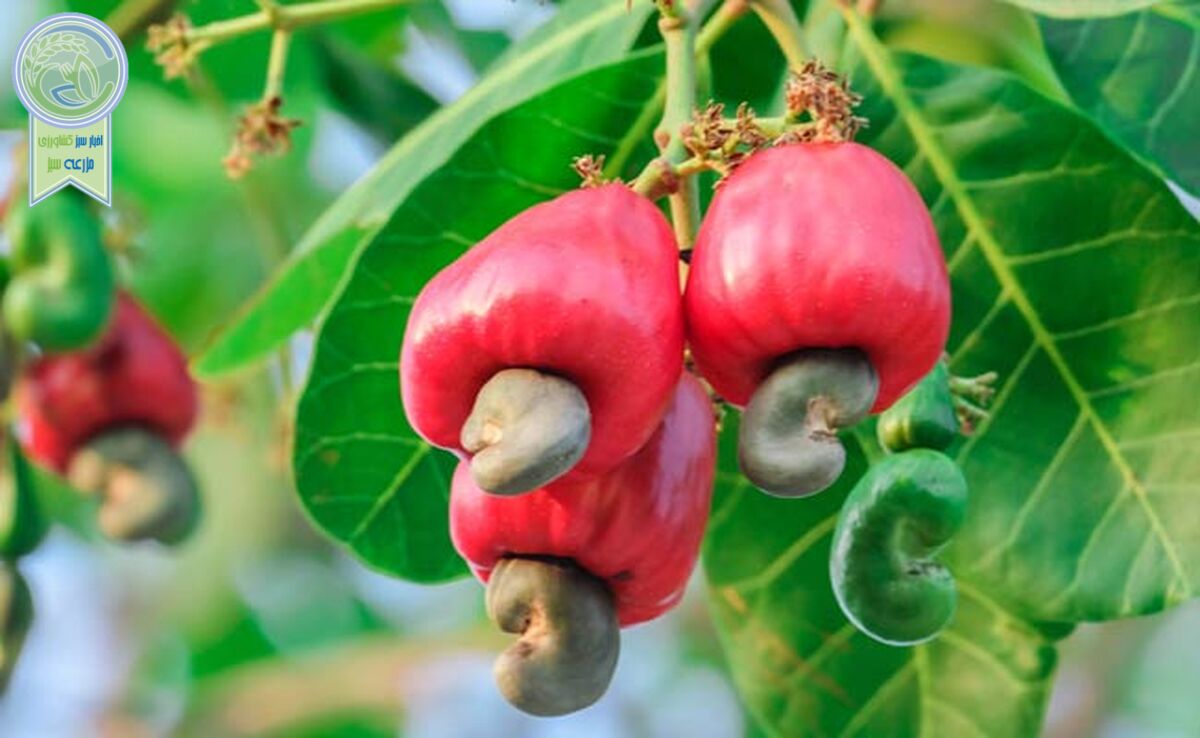 کشت بادام هندی برای کسب ثروت افسانه‌ای+ ویدئو