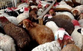 قیمت دام زنده امروز ۱۳ خرداد در بازار چند؟


