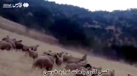 دلداری چوپان ایرانی به خرس+ ویدئو

