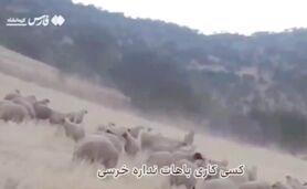 دلداری چوپان ایرانی به خرس+ ویدئو

