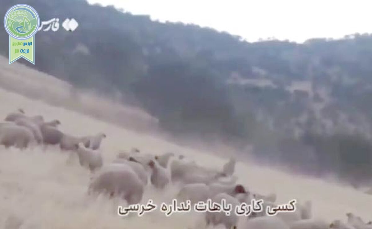 دلداری چوپان ایرانی به خرس+ ویدئو

