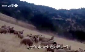 دلداری چوپان ایرانی به خرس+ ویدئو

