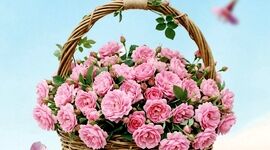 ۲۰ اردیبهشت؛ شکوه طبیعت ایران در روز ملی گل محمدی و گلاب

