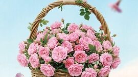 ۲۰ اردیبهشت؛ شکوه طبیعت ایران در روز ملی گل محمدی و گلاب

