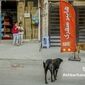 مرگ کودک در سنندج؛ بحران سگ‌های بلاصاحب به نقطه هشدار رسید

