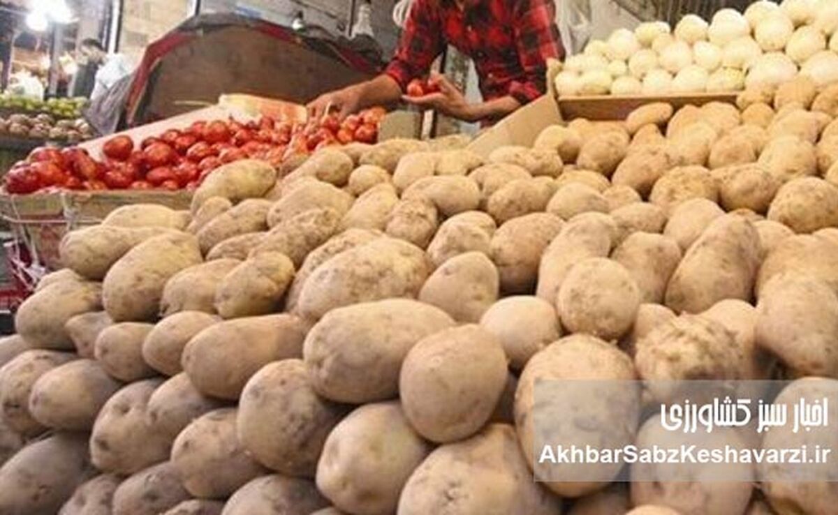 سیب‌زمینی ۱۳۵ هزار تومانی کی ارزان می‌شود؟ 