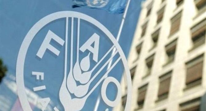 هشدار فائو درباره بازار جهانی غذا؛ قیمت‌ها صعودی شد و پیش‌بینی تولید غلات کاهش یافت