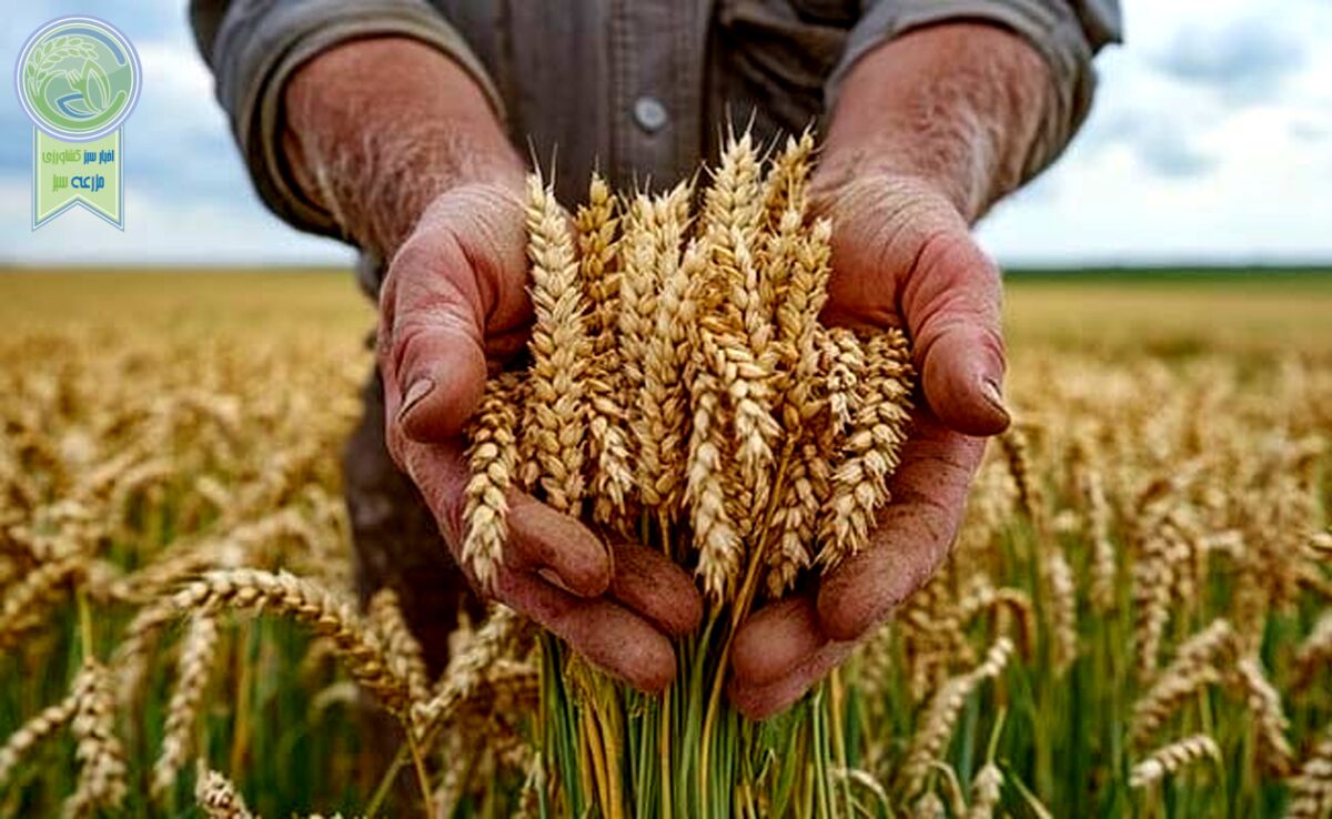 سهم ۳.۵ میلیون هکتاری گندم از طرح جهش دیمزارها


