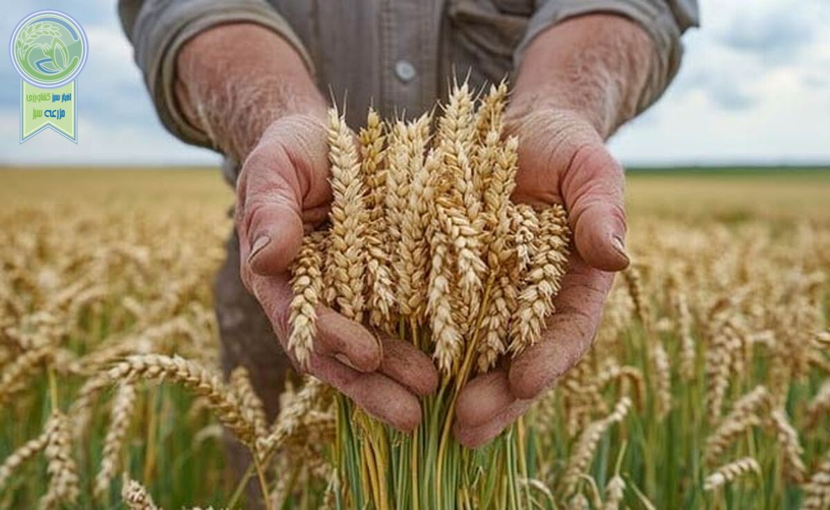 سهم ۳.۵ میلیون هکتاری گندم از طرح جهش دیمزارها

