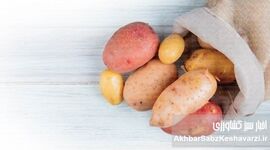  راز ماندگاری سیب‌زمینی؛ چگونه تا ۶ ماه بدون پوسیدگی نگه داریم؟
