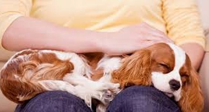 چرا نوازش حیوانات خانگی واقعاً حال ما را خوب می‌کند؟
