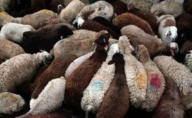 قیمت نهاده های دامی و کشاورزی ۸ اردیبهشت ۱۴۰۳+ جدول

