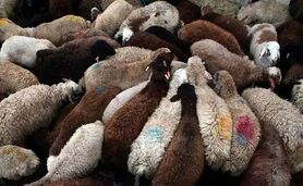 قیمت نهاده های دامی و کشاورزی ۸ اردیبهشت ۱۴۰۳+ جدول

