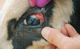 پیشگیری عارضه چشم صورتی در گاوها

