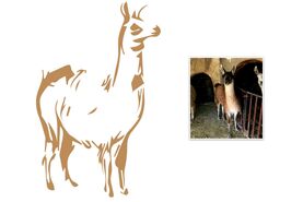 لاما، رقیب گوشتی گوسفند و گاو

