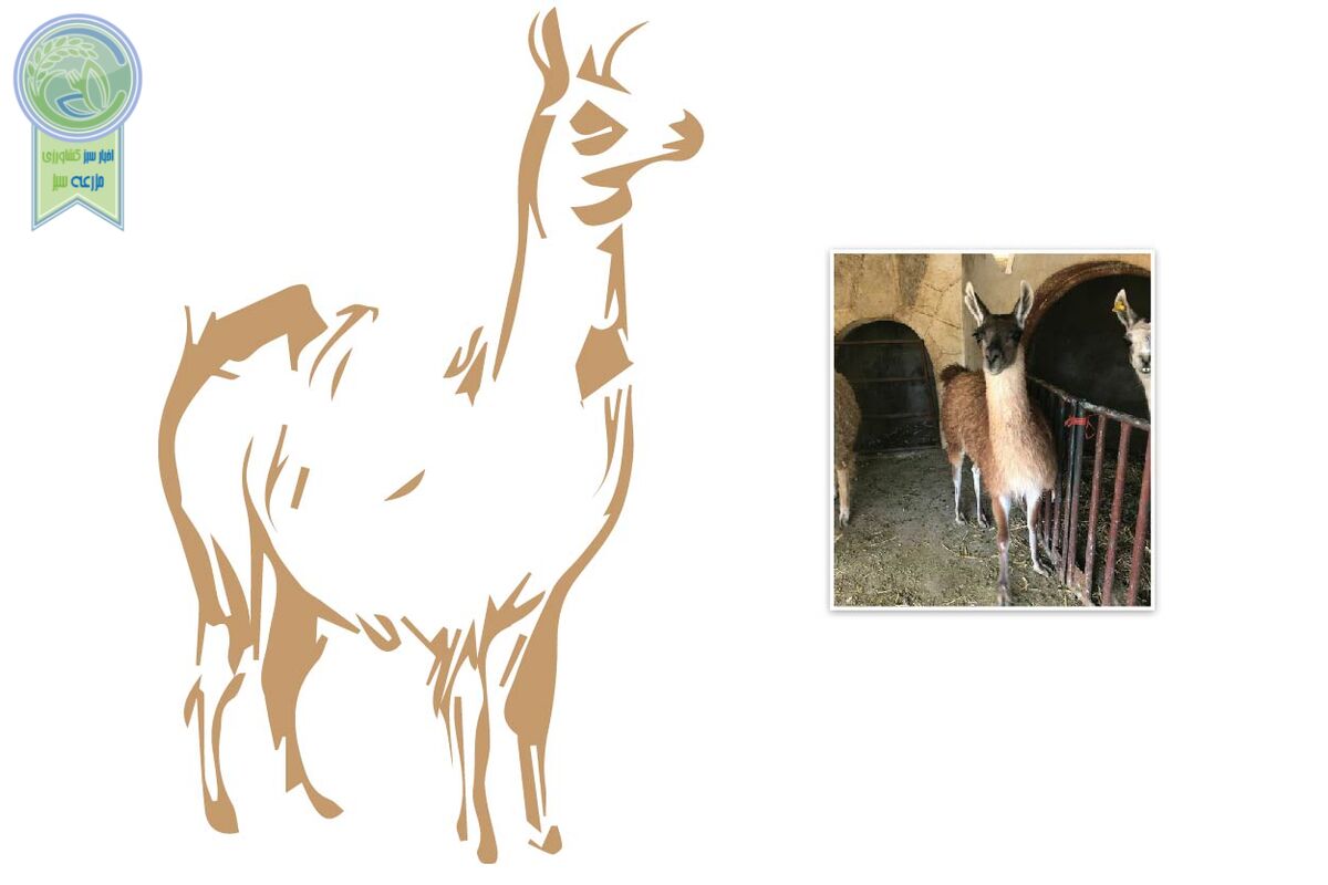 لاما، رقیب گوشتی گوسفند و گاو

