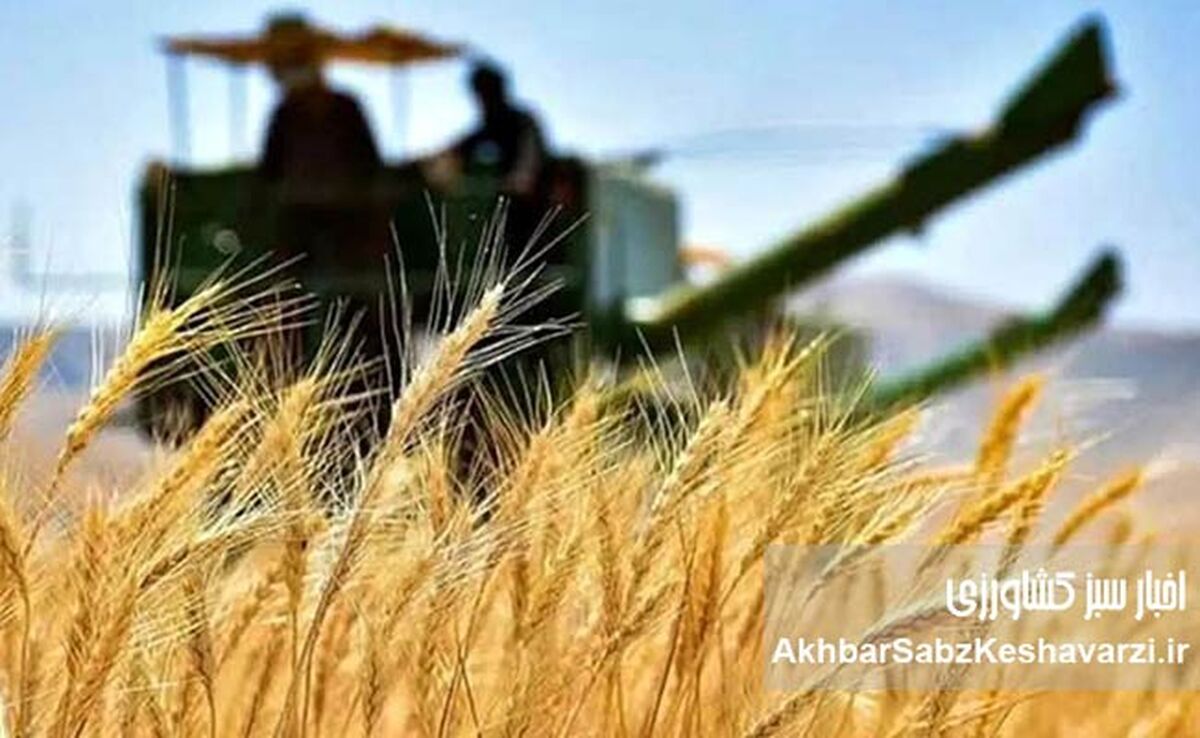 ساختار تعیین قیمت خرید تضمینی گندم اصلاح می‌شود