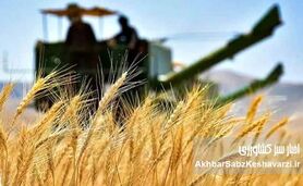 ساختار تعیین قیمت خرید تضمینی گندم اصلاح می‌شود