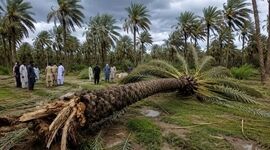 چرایی ناکارآمدی بیمه کشاورزی برای نخلداران ایران