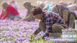 سود زعفران امسال به چه کسی می‌رسد؟