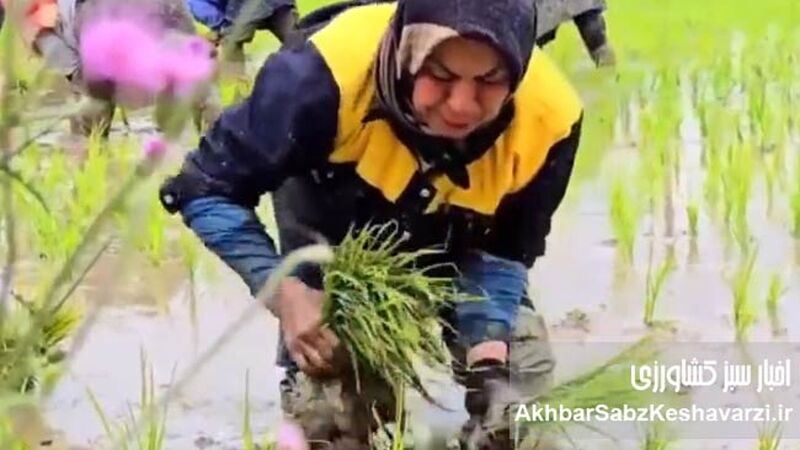 زنانی که امنیت غذایی جهان را می‌سازند+پادکست


