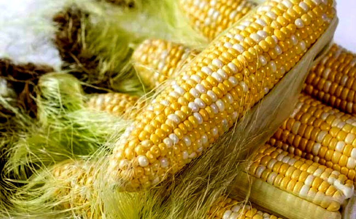 خواص شگفت‌انگیز ابریشم ذرت یا همان کاکل ذرت

