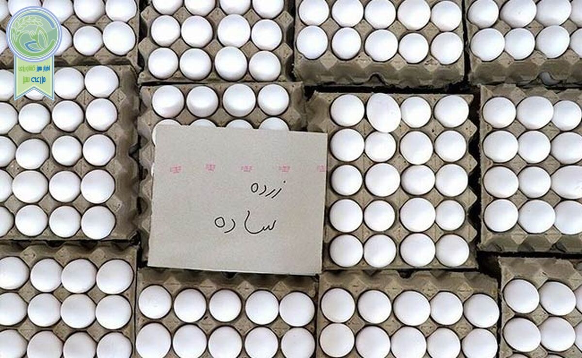هر شانه تخم‌مرغ در بازار چند؟