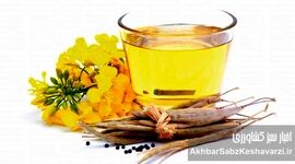 روغن‌های گیاهی؛ ناجی سلامت یا متهم خاموش سفره‌ها؟