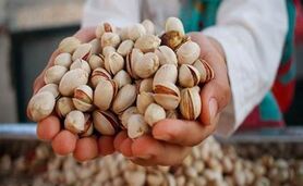 نابودی ۴۰ هزار تن پسته به دنبال قطعی برق!

