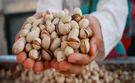 نابودی ۴۰ هزار تن پسته به دنبال قطعی برق!

