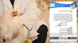 اعتراض به استخدام اجباری دامپزشک: صنعت مرغداری در آستانه چالش جدیدی است؟+نامه