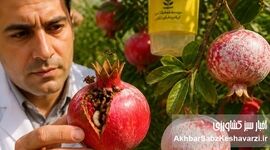 مدیریت تلفیقی کرم گلوگاه انار (IPM)؛ راهکار علمی مهار آفت کلیدی