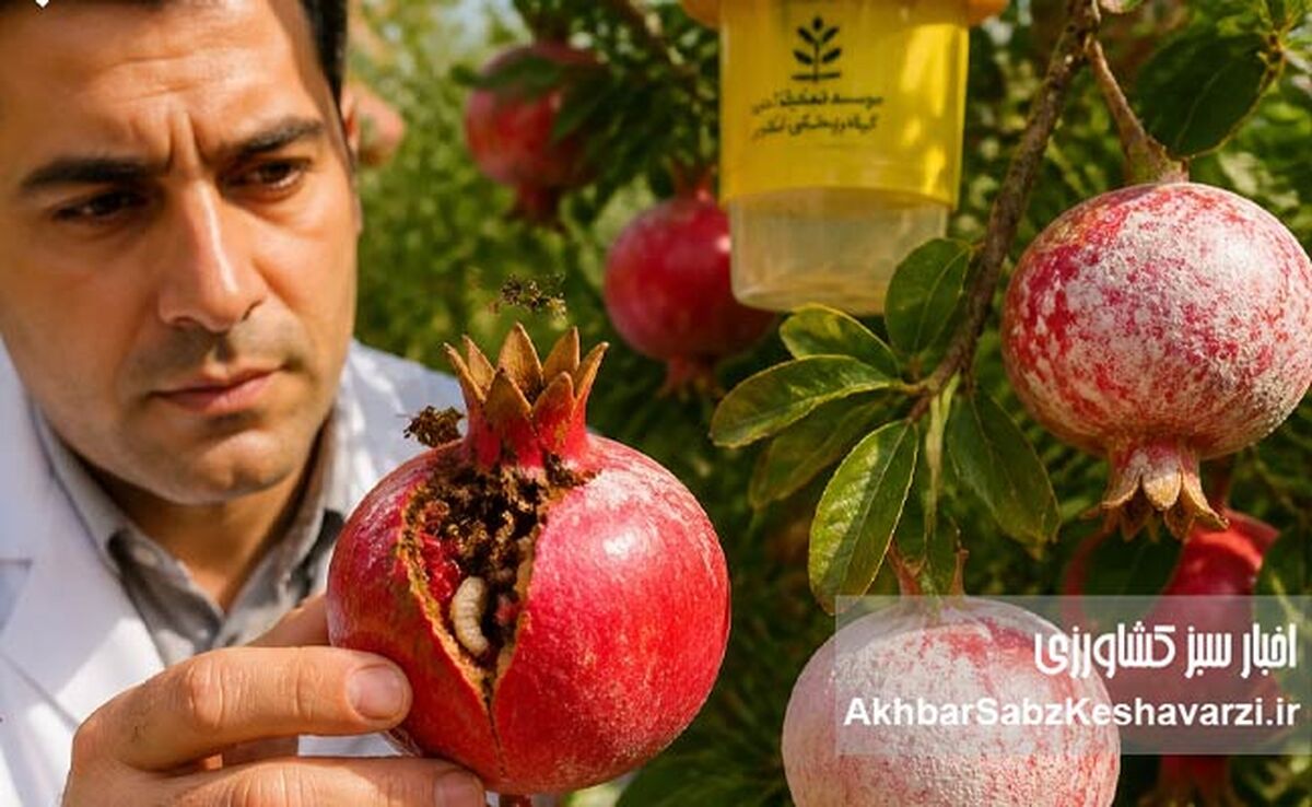 مدیریت تلفیقی کرم گلوگاه انار (IPM)؛ راهکار علمی مهار آفت کلیدی