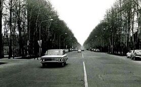 تهران شهر چنار

