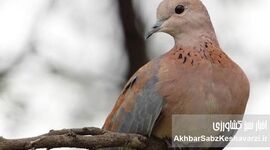 راز پرنده «موسی کوتقی»؛ چرا فکر می‌کنیم صدایش اسم یک انسان است؟